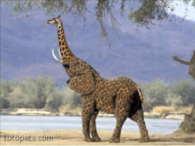 Giraffe-elephant